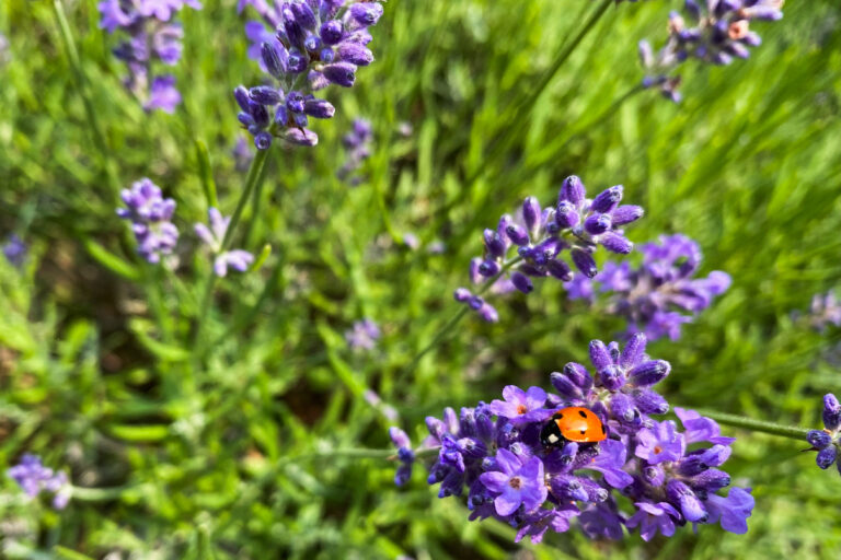 Marienkäfer